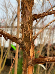 - Metasequoia glyptostroboides 'Nitschke Cream' Variegated Dawn Redwood - Mr Maple │ Buy Japanese Maple Trees