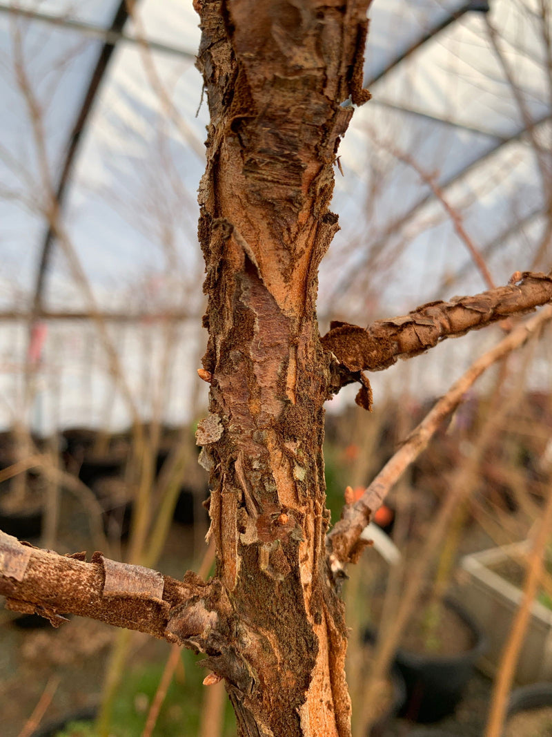 - Metasequoia glyptostroboides 'Nitschke Cream' Variegated Dawn Redwood - Mr Maple │ Buy Japanese Maple Trees