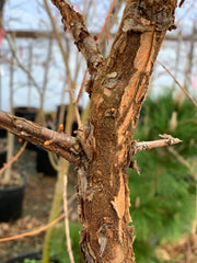 - Metasequoia glyptostroboides 'Nitschke Cream' Variegated Dawn Redwood - Mr Maple │ Buy Japanese Maple Trees