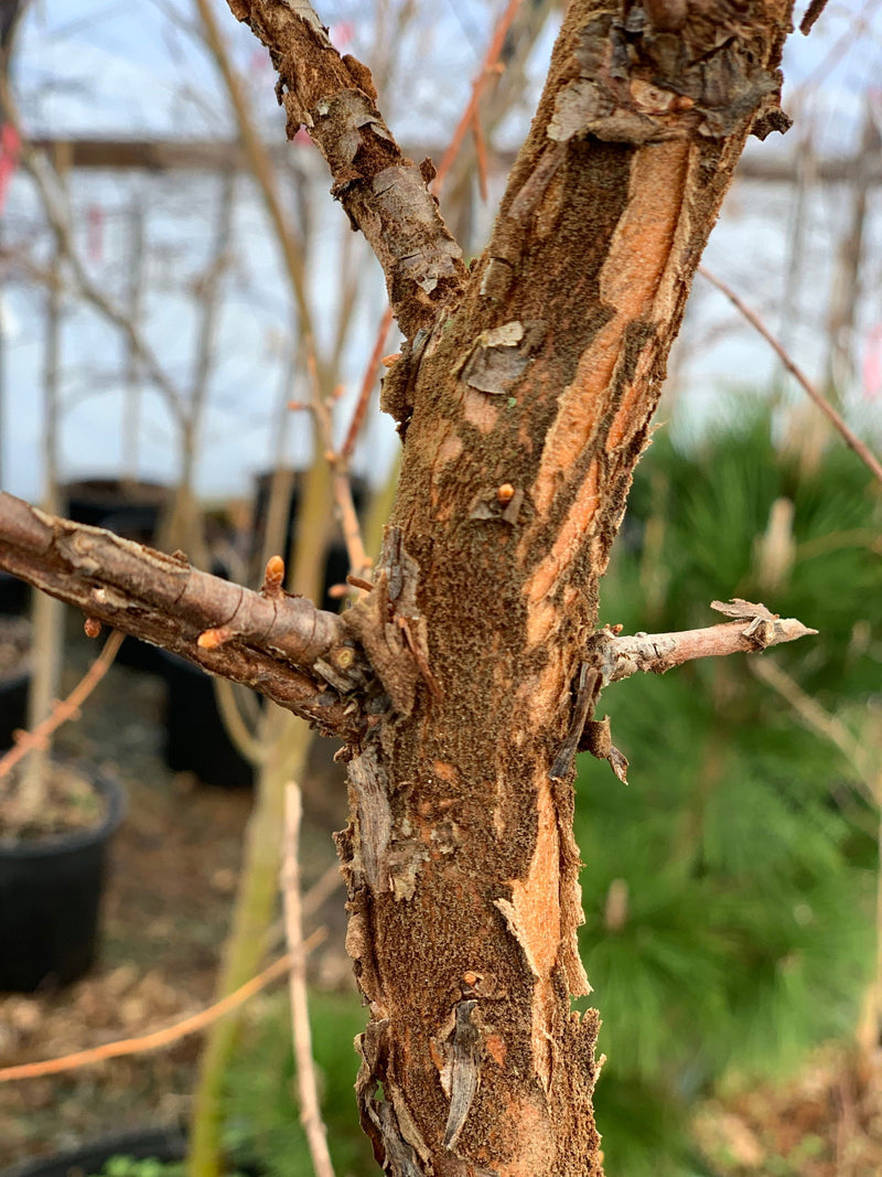 - Metasequoia glyptostroboides 'Nitschke Cream' Variegated Dawn Redwood - Mr Maple │ Buy Japanese Maple Trees