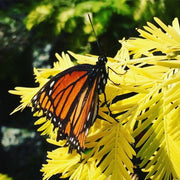 - Metasequoia glyptostroboides 'Ogon' Golden Dawn Redwood - Mr Maple │ Buy Japanese Maple Trees