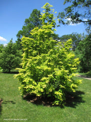 - Metasequoia glyptostroboides 'Ogon' Golden Dawn Redwood - Mr Maple │ Buy Japanese Maple Trees
