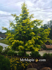- Metasequoia glyptostroboides 'Ogon' Golden Dawn Redwood - Mr Maple │ Buy Japanese Maple Trees