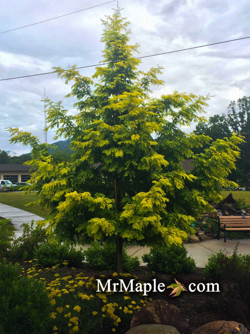 - Metasequoia glyptostroboides 'Ogon' Golden Dawn Redwood - Mr Maple │ Buy Japanese Maple Trees