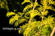 - Metasequoia glyptostroboides 'Ogon' Golden Dawn Redwood - Mr Maple │ Buy Japanese Maple Trees