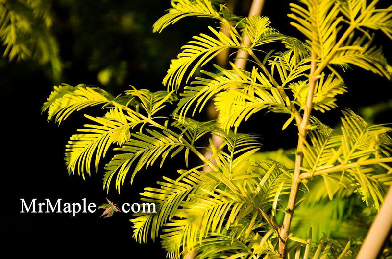 - Metasequoia glyptostroboides 'Ogon' Golden Dawn Redwood - Mr Maple │ Buy Japanese Maple Trees