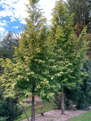 - Metasequoia glyptostroboides 'Ogon' Golden Dawn Redwood - Mr Maple │ Buy Japanese Maple Trees