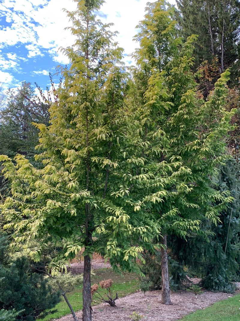 - Metasequoia glyptostroboides 'Ogon' Golden Dawn Redwood - Mr Maple │ Buy Japanese Maple Trees