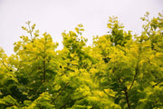 - Metasequoia glyptostroboides 'Ogon' Golden Dawn Redwood - Mr Maple │ Buy Japanese Maple Trees