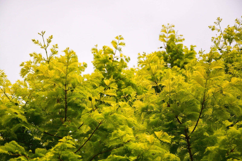- Metasequoia glyptostroboides 'Ogon' Golden Dawn Redwood - Mr Maple │ Buy Japanese Maple Trees
