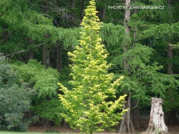 - Metasequoia glyptostroboides 'Ogon' Golden Dawn Redwood - Mr Maple │ Buy Japanese Maple Trees