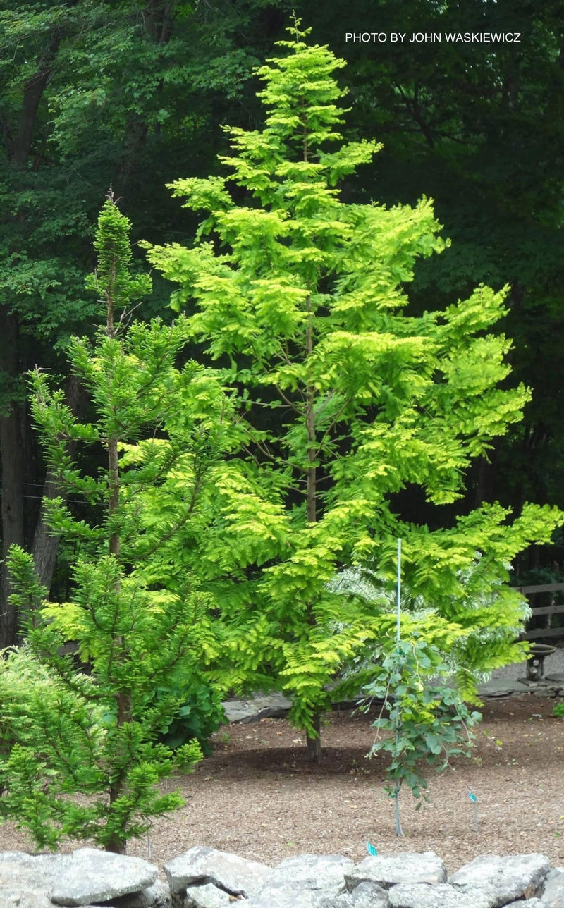 - Metasequoia glyptostroboides 'Ogon' Golden Dawn Redwood - Mr Maple │ Buy Japanese Maple Trees