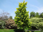 - Metasequoia glyptostroboides 'Ogon' Golden Dawn Redwood - Mr Maple │ Buy Japanese Maple Trees