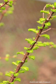 - Metasequoia glyptostroboides 'Ogon' Golden Dawn Redwood - Mr Maple │ Buy Japanese Maple Trees