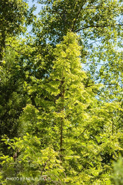 - Metasequoia glyptostroboides 'Ogon' Golden Dawn Redwood - Mr Maple │ Buy Japanese Maple Trees