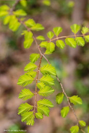 - Metasequoia glyptostroboides 'Ogon' Golden Dawn Redwood - Mr Maple │ Buy Japanese Maple Trees