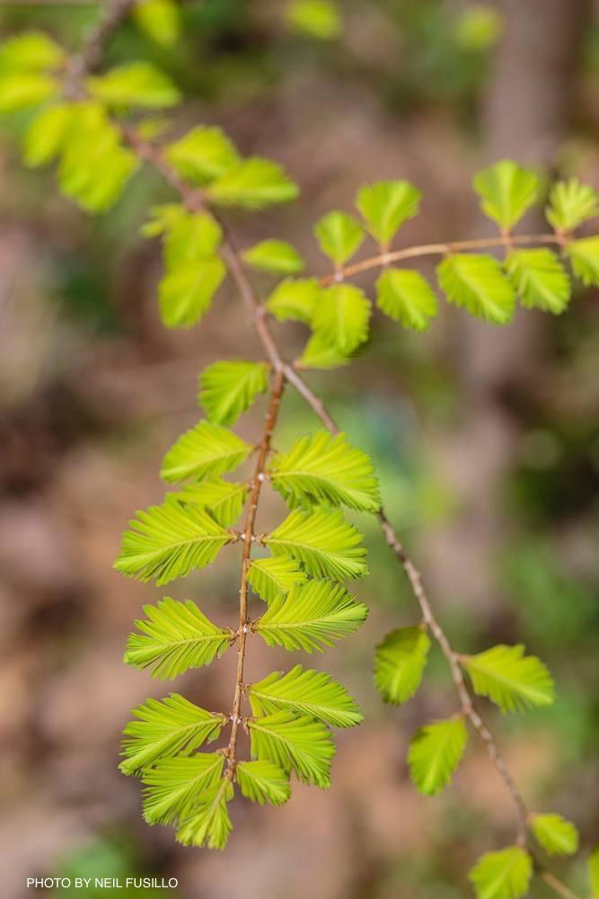 - Metasequoia glyptostroboides 'Ogon' Golden Dawn Redwood - Mr Maple │ Buy Japanese Maple Trees
