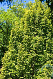 - Metasequoia glyptostroboides 'Ogon' Golden Dawn Redwood - Mr Maple │ Buy Japanese Maple Trees