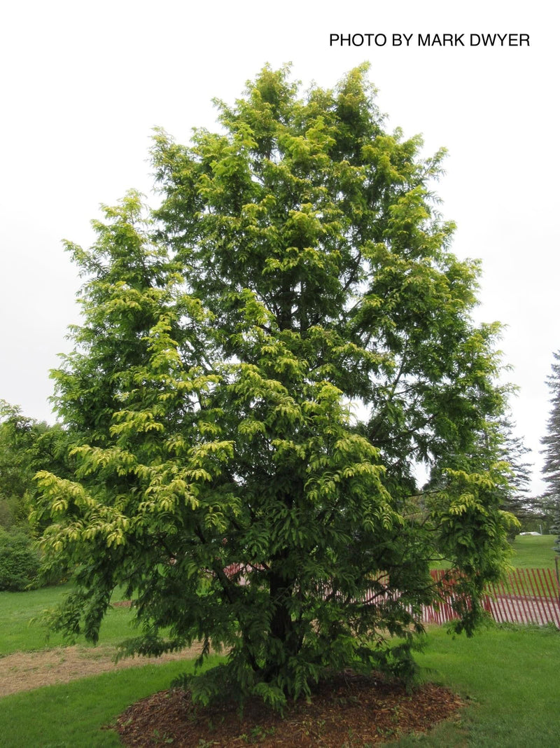 - Metasequoia glyptostroboides 'Ogon' Golden Dawn Redwood - Mr Maple │ Buy Japanese Maple Trees