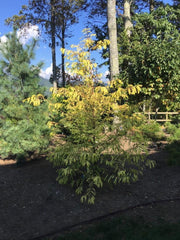 - Metasequoia glyptostroboides 'Ogon' Golden Dawn Redwood - Mr Maple │ Buy Japanese Maple Trees