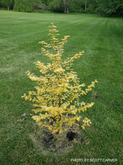 - Metasequoia glyptostroboides 'Ogon' Golden Dawn Redwood - Mr Maple │ Buy Japanese Maple Trees