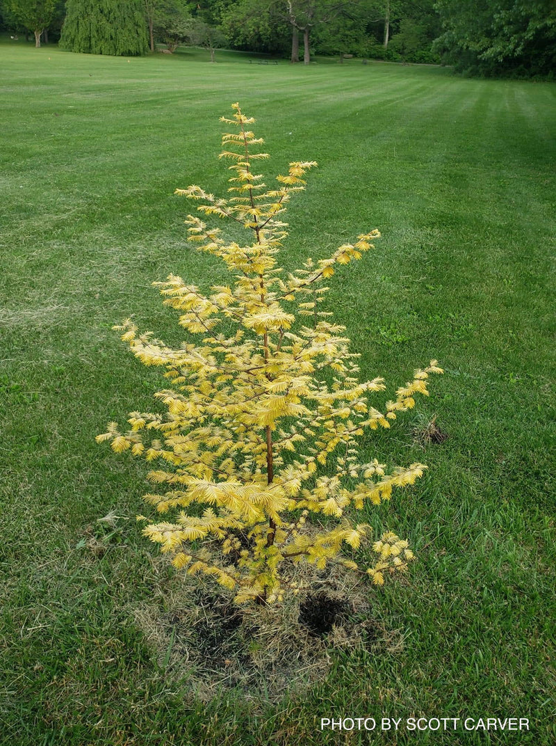 - Metasequoia glyptostroboides 'Ogon' Golden Dawn Redwood - Mr Maple │ Buy Japanese Maple Trees