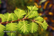 - Metasequoia glyptostroboides 'Ogon' Golden Dawn Redwood - Mr Maple │ Buy Japanese Maple Trees