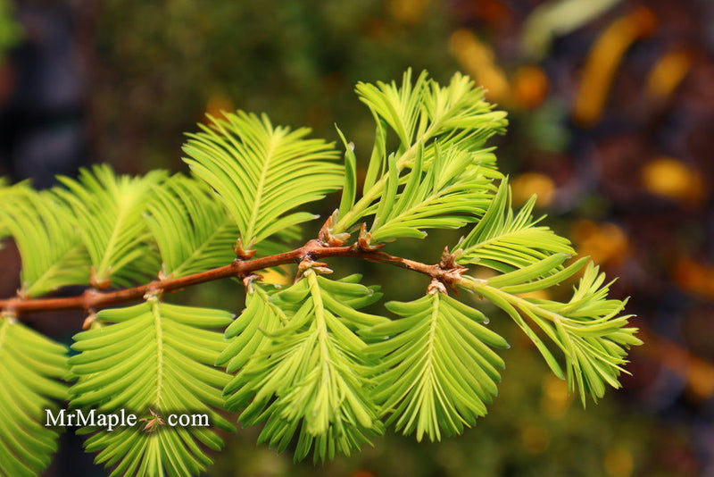 - Metasequoia glyptostroboides 'Ogon' Golden Dawn Redwood - Mr Maple │ Buy Japanese Maple Trees