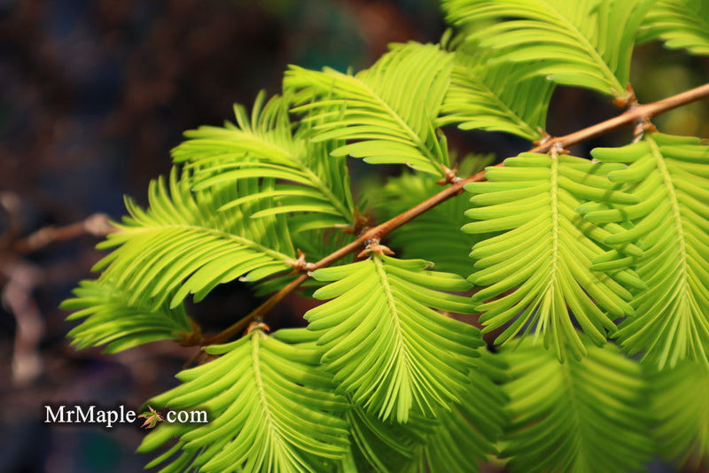 - Metasequoia glyptostroboides 'Ogon' Golden Dawn Redwood - Mr Maple │ Buy Japanese Maple Trees
