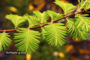 - Metasequoia glyptostroboides 'Ogon' Golden Dawn Redwood - Mr Maple │ Buy Japanese Maple Trees