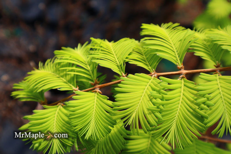 - Metasequoia glyptostroboides 'Ogon' Golden Dawn Redwood - Mr Maple │ Buy Japanese Maple Trees