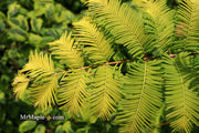 - Metasequoia glyptostroboides 'Ogon' Golden Dawn Redwood - Mr Maple │ Buy Japanese Maple Trees