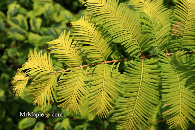 - Metasequoia glyptostroboides 'Ogon' Golden Dawn Redwood - Mr Maple │ Buy Japanese Maple Trees