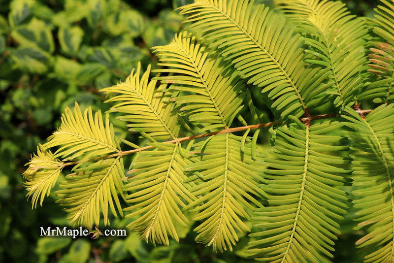 - Metasequoia glyptostroboides 'Ogon' Golden Dawn Redwood - Mr Maple │ Buy Japanese Maple Trees