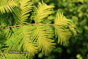 - Metasequoia glyptostroboides 'Ogon' Golden Dawn Redwood - Mr Maple │ Buy Japanese Maple Trees