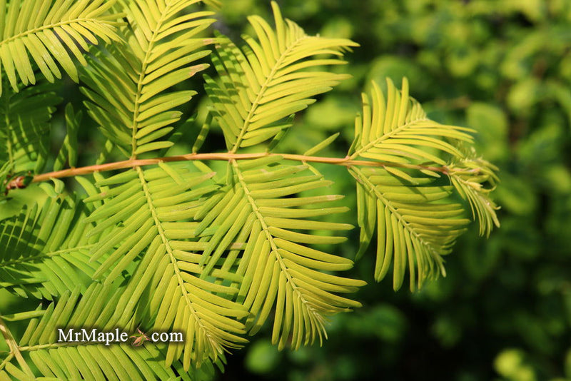 - Metasequoia glyptostroboides 'Ogon' Golden Dawn Redwood - Mr Maple │ Buy Japanese Maple Trees