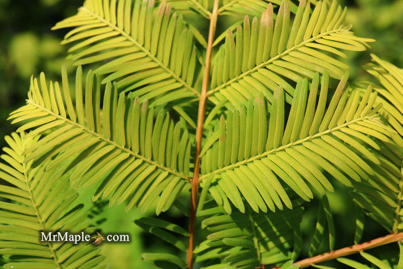 - Metasequoia glyptostroboides 'Ogon' Golden Dawn Redwood - Mr Maple │ Buy Japanese Maple Trees
