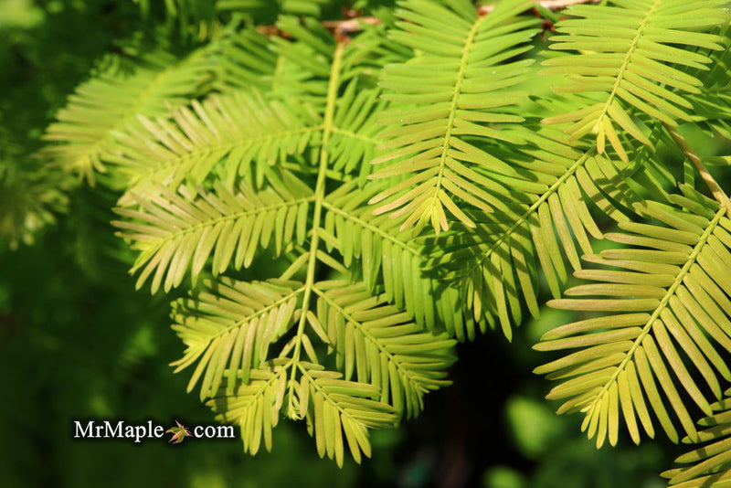 - Metasequoia glyptostroboides 'Ogon' Golden Dawn Redwood - Mr Maple │ Buy Japanese Maple Trees