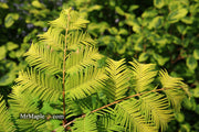 - Metasequoia glyptostroboides 'Ogon' Golden Dawn Redwood - Mr Maple │ Buy Japanese Maple Trees