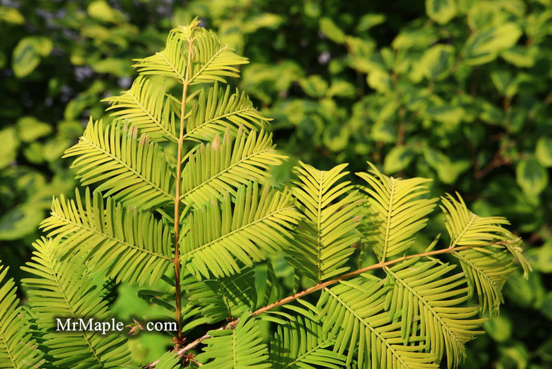 - Metasequoia glyptostroboides 'Ogon' Golden Dawn Redwood - Mr Maple │ Buy Japanese Maple Trees