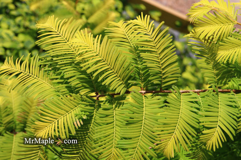 - Metasequoia glyptostroboides 'Ogon' Golden Dawn Redwood - Mr Maple │ Buy Japanese Maple Trees