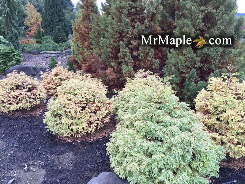 - Metasequoia glyptostroboides 'Schirrmann's Nordlicht' Variegated Dwarf Dawn Redwood - Mr Maple │ Buy Japanese Maple Trees