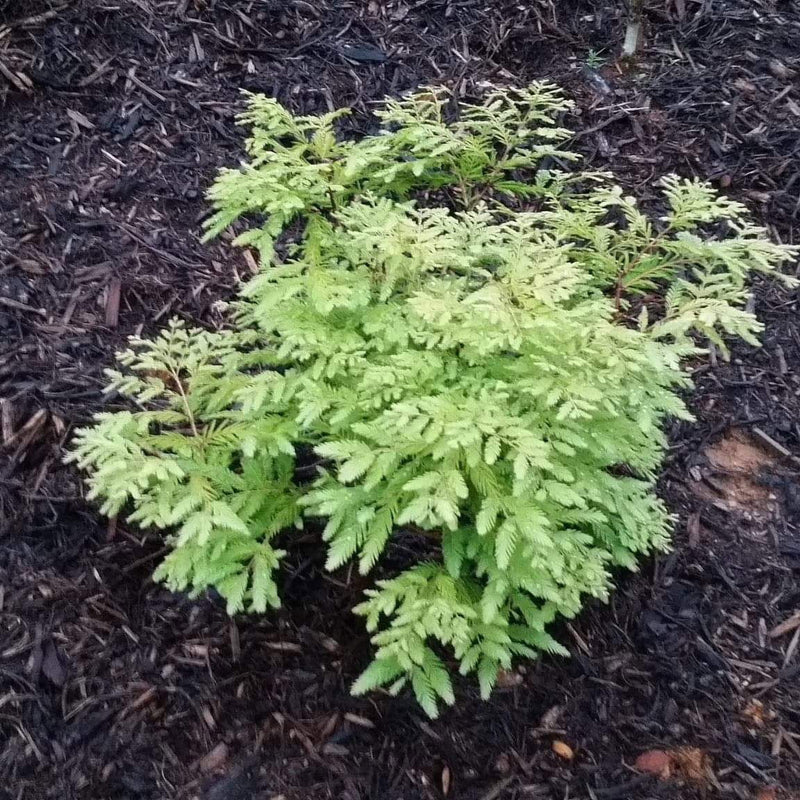 - Metasequoia glyptostroboides 'Schirrmann's Nordlicht' Variegated Dwarf Dawn Redwood - Mr Maple │ Buy Japanese Maple Trees