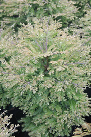 - Metasequoia glyptostroboides 'Schirrmann's Nordlicht' Variegated Dwarf Dawn Redwood - Mr Maple │ Buy Japanese Maple Trees