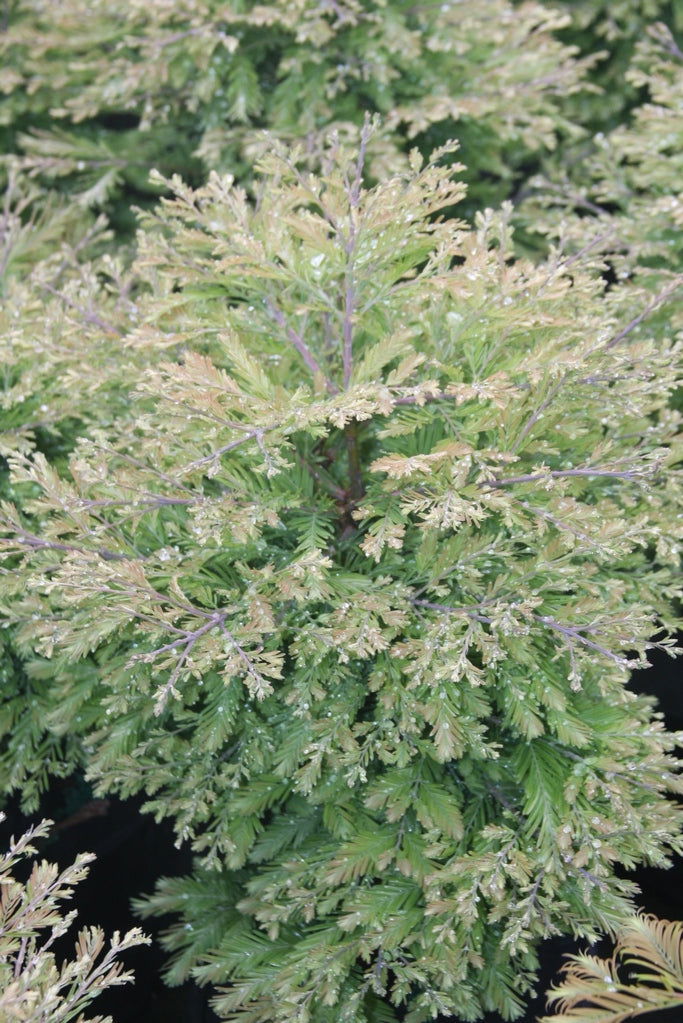 - Metasequoia glyptostroboides 'Schirrmann's Nordlicht' Variegated Dwarf Dawn Redwood - Mr Maple │ Buy Japanese Maple Trees