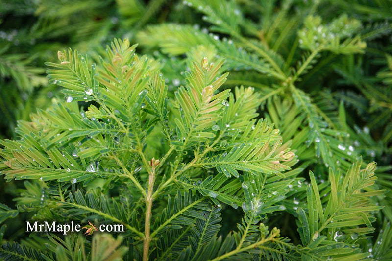 - Metasequoia glyptostroboides 'Schirrmann's Nordlicht' Variegated Dwarf Dawn Redwood - Mr Maple │ Buy Japanese Maple Trees