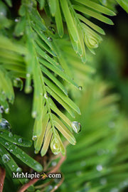 - Metasequoia glyptostroboides 'Schirrmann's Nordlicht' Variegated Dwarf Dawn Redwood - Mr Maple │ Buy Japanese Maple Trees