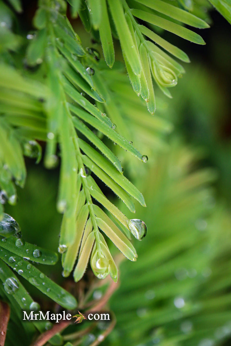 - Metasequoia glyptostroboides 'Schirrmann's Nordlicht' Variegated Dwarf Dawn Redwood - Mr Maple │ Buy Japanese Maple Trees