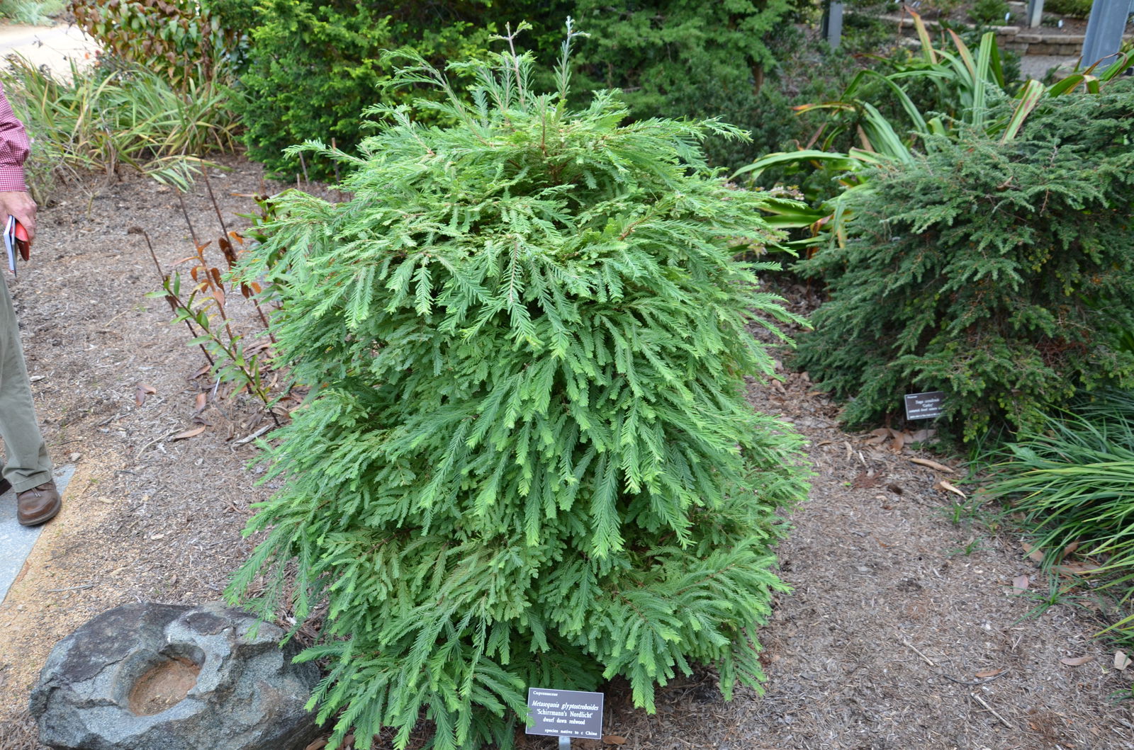 Buy Metasequoia glyptostroboides 'Schirrmann's Nordlicht