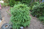 - Metasequoia glyptostroboides 'Schirrmann's Nordlicht' Variegated Dwarf Dawn Redwood - Mr Maple │ Buy Japanese Maple Trees